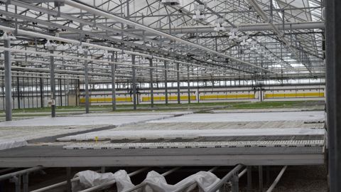 L’efficacité énergétique d’une serre dépend de plusieurs facteurs. La lumière joue un rôle, le type de ressource énergétique aussi.