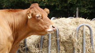 La production française de viande bovine reculerait en 2023 pour la troisième année consécutive, du fait de la réduction des cheptels laitiers et allaitants. La production française de viande bovine reculerait en 2023 pour la troisième année consécutive, du fait de la réduction des cheptels laitiers et allaitants.
