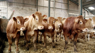 Les acteurs de la filière de la viande réfléchissent à une baisse de l'exportation pour tendre vers un système de contractualisation en France. Les acteurs de la filière de la viande réfléchissent à une baisse de l'exportation pour tendre vers un système de contractualisation en France.