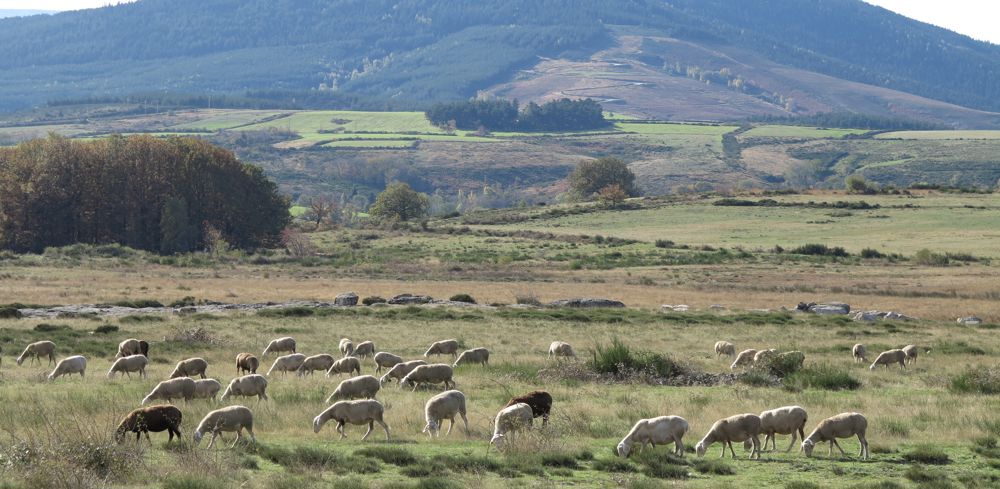 Les systèmes pastoraux émettent davantage de gaz à effet de serre par kilo de viande car ils sont peu productifs. Mais ils compensent plus largement grâce aux vastes surfaces pâturées.