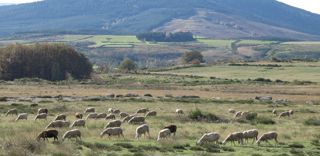 Les systèmes pastoraux émettent davantage de gaz à effet de serre par kilo de viande car ils sont peu productifs. Mais ils compensent plus largement grâce aux vastes surfaces pâturées. Les systèmes pastoraux émettent davantage de gaz à effet de serre par kilo de viande car ils sont peu productifs. Mais ils compensent plus largement grâce aux vastes surfaces pâturées.