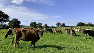 La maîtrise de la conduite des prairies est l'une des clés de la réussite en élevage bio. La maîtrise de la conduite des prairies est l'une des clés de la réussite en élevage bio.