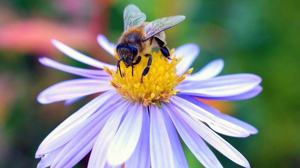 La Commission européenne a publié une révision de l’initiative européenne sur les pollinisateurs de 2018.