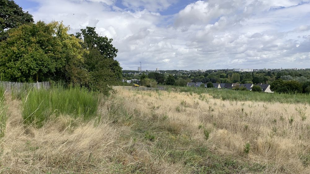 Cette forêt urbaine d'Angers (49) ne rentre aucunement dans les calculs, mais Annabel Porté, chercheure à l’Inrae, a calculé le coût moyen ramené à l'hectare de plusieurs réalisations en France et estime qu'il est très élevé. (Photo d'archives datant de septembre 2021, dans le cadre de Vegetal Connect.) Cette forêt urbaine d'Angers (49) ne rentre aucunement dans les calculs, mais Annabel Porté, chercheure à l’Inrae, a calculé le coût moyen ramené à l'hectare de plusieurs réalisations en France et estime qu'il est très élevé. (Photo d'archives datant de septembre 2021, dans le cadre de Vegetal Connect.)