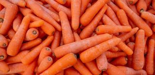 Les rendements en carottes commercialisables ont diminué en raison de la sécheresse et des vagues de chaleur du printemps et de l’été 2022. Les rendements en carottes commercialisables ont diminué en raison de la sécheresse et des vagues de chaleur du printemps et de l’été 2022.