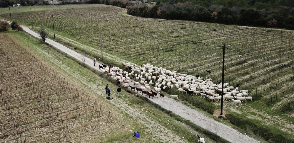 C'est ce mardi 31 janvier 2023 la date limite de demande d'aides ovine et caprine.