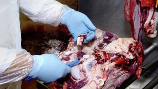 Les Pays-Bas ont déclaré la découverte d'un cas atypique d'ESB sur une carcasse bovine. Les Pays-Bas ont déclaré la découverte d'un cas atypique d'ESB sur une carcasse bovine.
