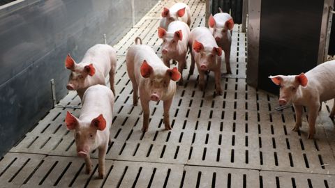 En 2023, l'Ifip s'attend à une baisse de 2,6 % de la production porcine européenne. En 2023, l'Ifip s'attend à une baisse de 2,6 % de la production porcine européenne.