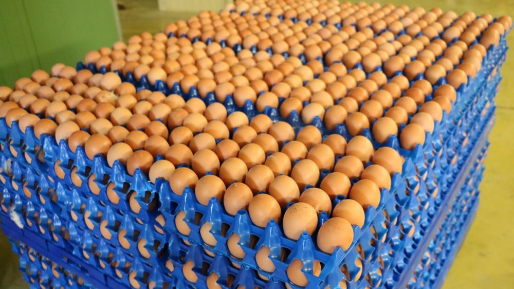 Les oeufs non livrés sont stockés sur les explotations.