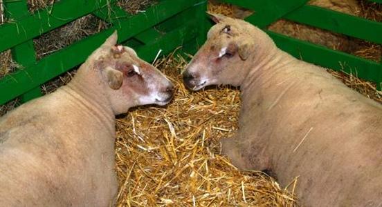L'aide ovine est de 21 euros par brebis et 8,68 par chèvres.