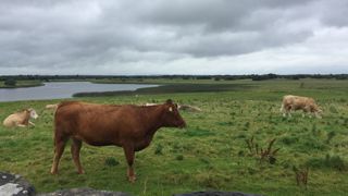 D'après Brendan Golden, président de la section bovine de l’Irish Farming Association, le secteur laitier est plus rentable que celui de la viande bovine en Irlande. D'après Brendan Golden, président de la section bovine de l’Irish Farming Association, le secteur laitier est plus rentable que celui de la viande bovine en Irlande.