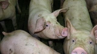 L'alimentation et la gestion des effluents sont deux postes clés pour réduire les émissions de gaz à effet de serre en élevage porcin. L'alimentation et la gestion des effluents sont deux postes clés pour réduire les émissions de gaz à effet de serre en élevage porcin.