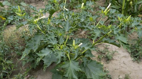 Le datura adulte peut mesurer plus d' 1 mètre de haut. Les fleurs sont blanches de grande taille et évoluent en capsules couvertes d’épines. Le fruit forme une bogue épineuse contenant les graines.