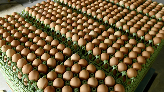 L’activité de Logistic’oeuf représente 15 % du marché français de l’oeuf de consommation.