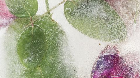 Des produits congeles pour éviter le gaspillage