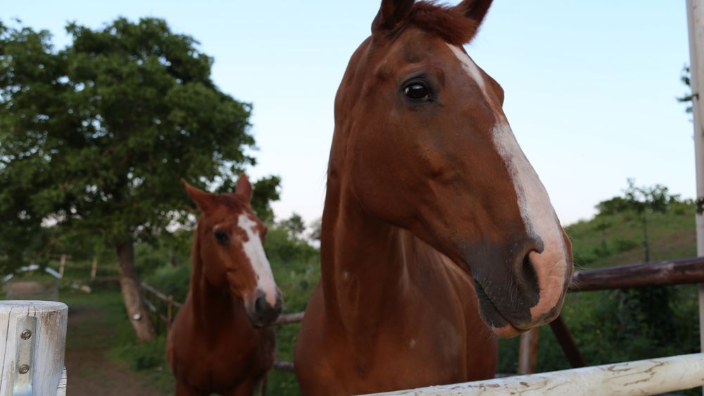 La circulation de la grippe équine s'intensifie ces derniers jours et touche la filière des courses dans la Seine-et-Marne et dans l'Orne. La circulation de la grippe équine s'intensifie ces derniers jours et touche la filière des courses dans la Seine-et-Marne et dans l'Orne.