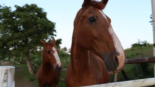 La circulation de la grippe équine s'intensifie ces derniers jours et touche la filière des courses dans la Seine-et-Marne et dans l'Orne. La circulation de la grippe équine s'intensifie ces derniers jours et touche la filière des courses dans la Seine-et-Marne et dans l'Orne.