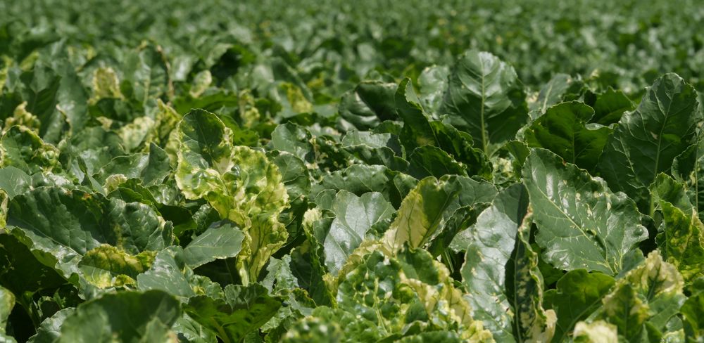 En 2023, les betteraviers ne pourront pas utiliser de semences traitées aux néonicotinoïdes pour lutter contre la jaunisse, transmise par des pucerons.