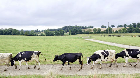 Face à la diminution de la demande, certains opérateurs ont fait le choix du déclassement d'une partie des produits biologiques.