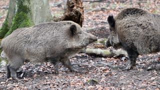 La France reste indemne de peste porcine africaine. La France reste indemne de peste porcine africaine.