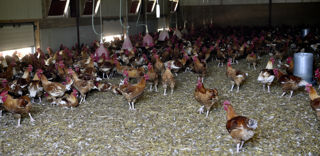 Grâce à une demande dynamique, seuls les abattages de poulets progressent en décembre 2022. Grâce à une demande dynamique, seuls les abattages de poulets progressent en décembre 2022.