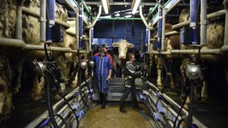 Le prix du lait a progressé fortement en 2022 mais n'a pas atteint les sommets espérés. Le prix du lait a progressé fortement en 2022 mais n'a pas atteint les sommets espérés.