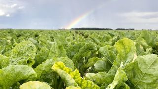 Gestion des réservoirs à,virus, prévision du risque pucerons, traitements en végétation font partie des conseils présentés par l'ITB pour maîtriser les risques de contamination par la jaunisse. Gestion des réservoirs à,virus, prévision du risque pucerons, traitements en végétation font partie des conseils présentés par l'ITB pour maîtriser les risques de contamination par la jaunisse.