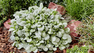 Ajuga Princess Elsa. Ajuga Princess Elsa.