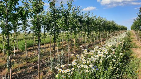 Inter-rangs fleuris en juin puis juillet 2022.