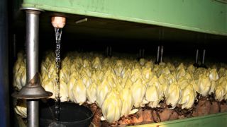 Sans solution de désherbage, les producteurs risquent d’abandonner la culture de l’endive. Sans solution de désherbage, les producteurs risquent d’abandonner la culture de l’endive.