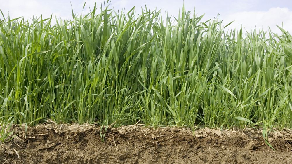 Les marges de manœuvre ne sont pas supérieures pour les fermes avec les bilans les plus émetteurs.