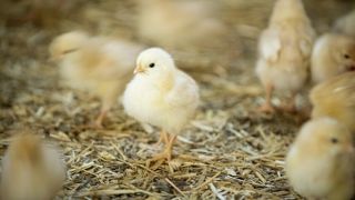 Les aviculteurs s'impatientent d'attendre les décisions ministérielles concernant les indemnités faisant suite aux vagues d'influenza aviaire. Les aviculteurs s'impatientent d'attendre les décisions ministérielles concernant les indemnités faisant suite aux vagues d'influenza aviaire.