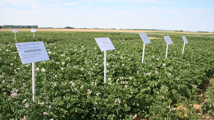 La part des plants français dans les ventes de plants certifiés est passée de 91 % en 2021 à 94 % en 2022.