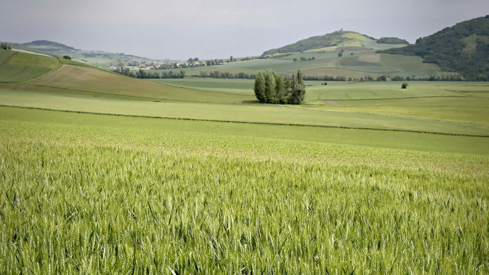 Champs de blé dur en Limagne.