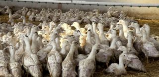 Le ministère de l'Agriculture annonce le début du repeuplement des élevages de palmipèdes dans certaines régions et des décisions sur la stratégie vaccinale d'ici à mai. Le ministère de l'Agriculture annonce le début du repeuplement des élevages de palmipèdes dans certaines régions et des décisions sur la stratégie vaccinale d'ici à mai.