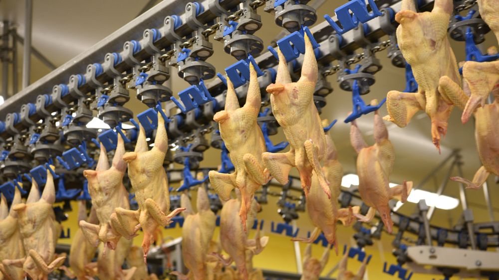 D’après l’Itavi, les importations européennes de volailles ukrainiennes ont progressé de 67 % en cumul de janvier à novembre 2022, par rapport à 202 (image d’illustration).