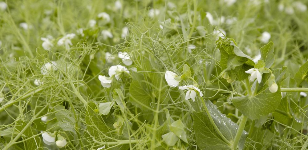 Un semis précoce du pois de printemps peut faire gagner quelques quintaux.