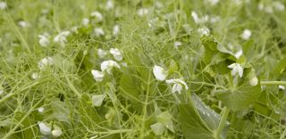Un semis précoce du pois de printemps peut faire gagner quelques quintaux. Un semis précoce du pois de printemps peut faire gagner quelques quintaux.
