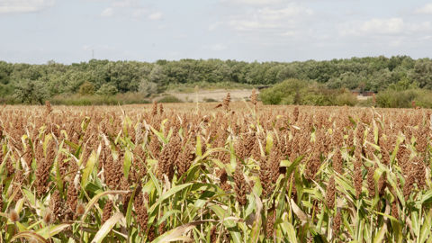 Soixante mille hectares de sorgho ont été implantés en France en 2021-2022. Soixante mille hectares de sorgho ont été implantés en France en 2021-2022.