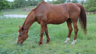 Le Respe rappelle l'importance des mesures de biosécurité et de la vaccination selon les protocoles en vigueur.