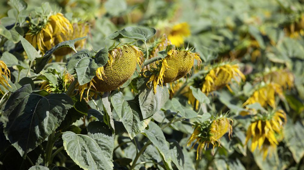 La meilleure période pour utiliser « Tour de Plaine », l'un des nouveaux OAD de Terres Inovia, est la fin de la floraison. La meilleure période pour utiliser « Tour de Plaine », l'un des nouveaux OAD de Terres Inovia, est la fin de la floraison.