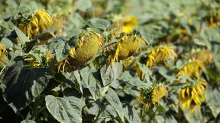 La meilleure période pour utiliser « Tour de Plaine », l'un des nouveaux OAD de Terres Inovia, est la fin de la floraison. La meilleure période pour utiliser « Tour de Plaine », l'un des nouveaux OAD de Terres Inovia, est la fin de la floraison.