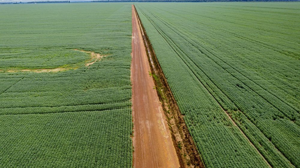 Le climat tropical permet plusieurs récoltes par an. Le binôme soja / maïs est fréquent.