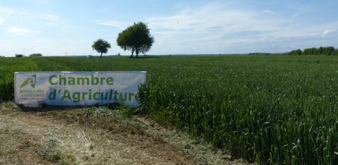 Les chambres d'agriculture sont sous la tutelle de l'Etat. Les chambres d'agriculture sont sous la tutelle de l'Etat.