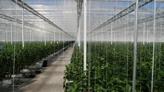 Le plan de souveraineté pour les fruits et légumes devrait conduire à la modernisation et la création de nouvelles serres. Le plan de souveraineté pour les fruits et légumes devrait conduire à la modernisation et la création de nouvelles serres.