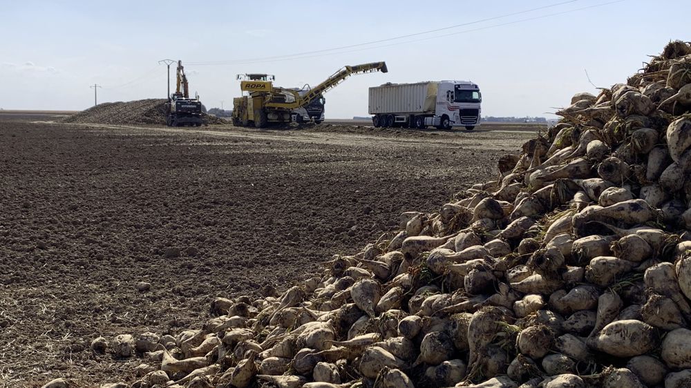 "Depuis la fin des quotas sucriers en 2017, le site enregistre une baisse de volumes de betteraves engagés", indique Tereos à propos de son site d'Escaudœuvres.