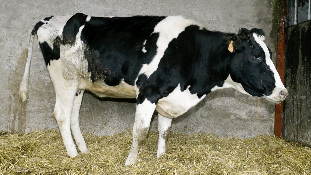 La paratuberculose est une maladie inflammatoire de l'intestin. Les animaux atteints souffrent de diarrhée et d'amaigrissement.