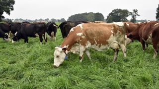 Aux Pays-Bas, les agriculteurs manifestent leur colère contre les plans de réduction d'émissions d'azote envisagés par le gouvernement. Aux Pays-Bas, les agriculteurs manifestent leur colère contre les plans de réduction d'émissions d'azote envisagés par le gouvernement.