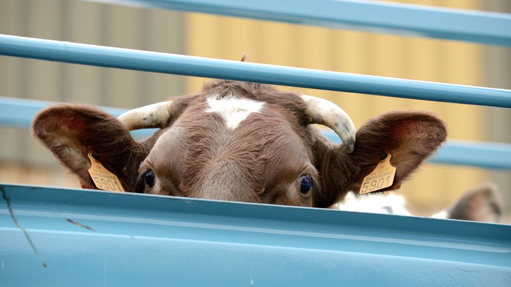 L'équilibre économique des abattoirs dépend en dans une bonne mesure de la saturation de leurs capacités, estime Boris Duflot, chef du département de l'économie de l'Institut de l'élevage.