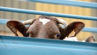 L'équilibre économique des abattoirs dépend en dans une bonne mesure de la saturation de leurs capacités, estime Boris Duflot, chef du département de l'économie de l'Institut de l'élevage. L'équilibre économique des abattoirs dépend en dans une bonne mesure de la saturation de leurs capacités, estime Boris Duflot, chef du département de l'économie de l'Institut de l'élevage.
